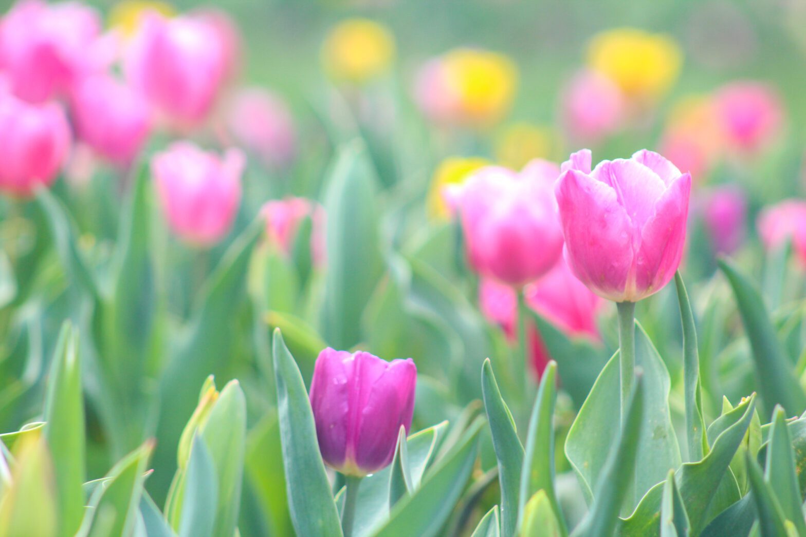 spring garden flowers